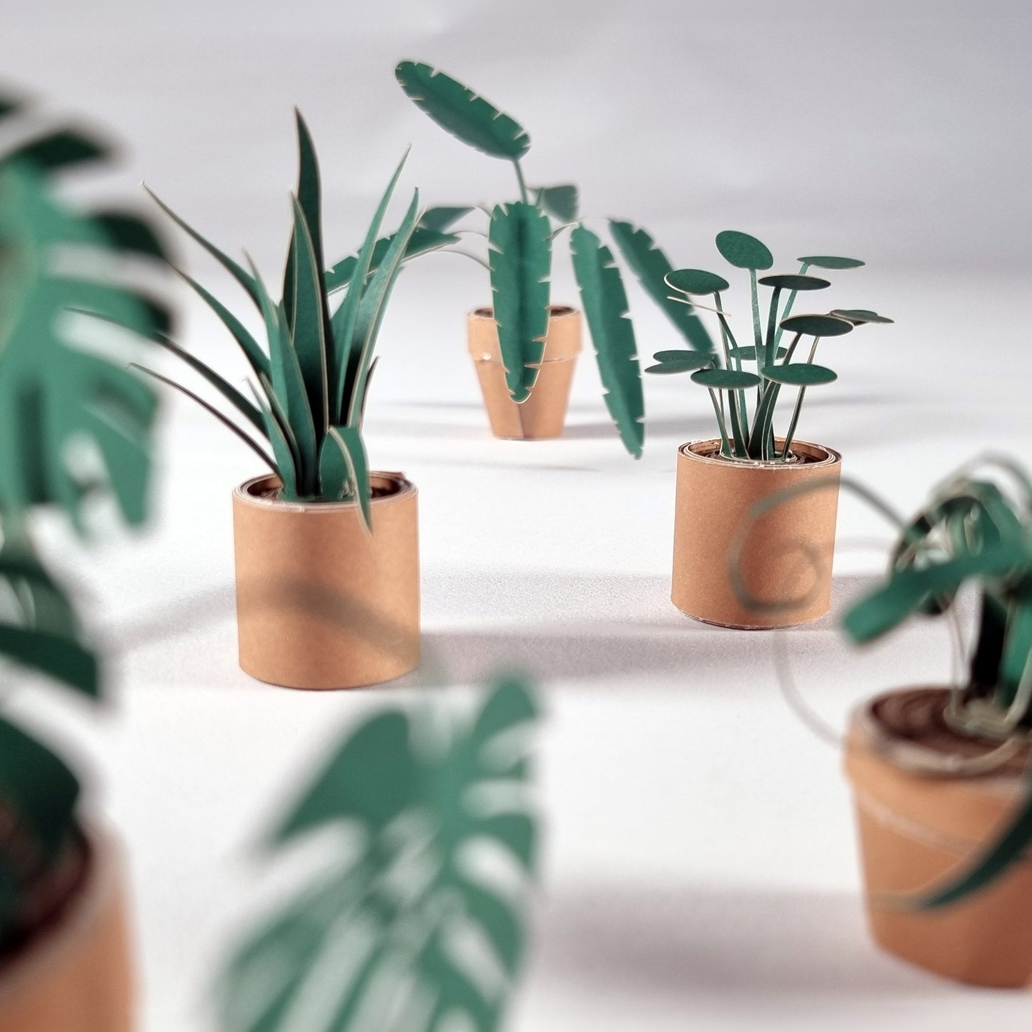 Pikkii Paper Plants