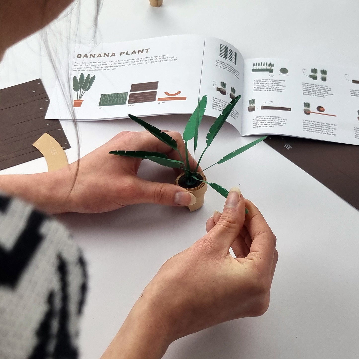 Pikkii Paper Plants