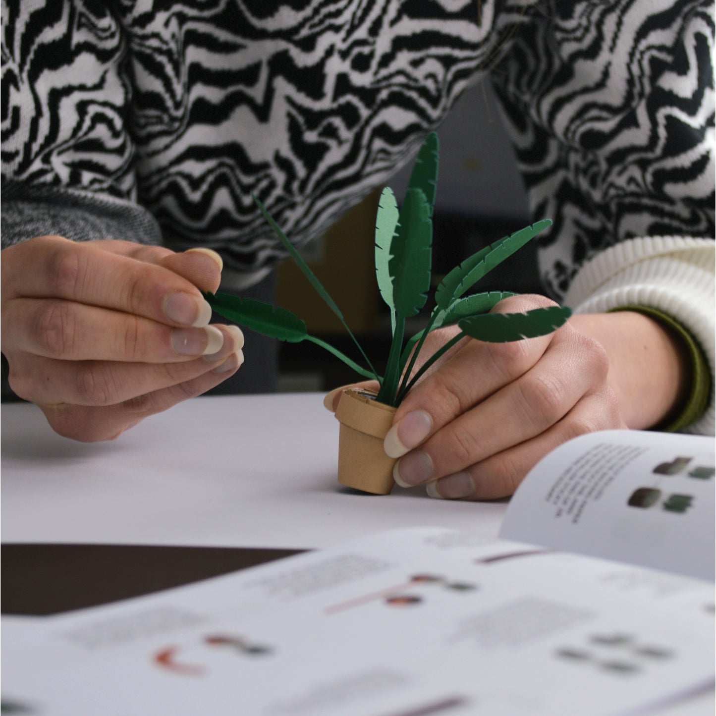 Pikkii Paper Plants