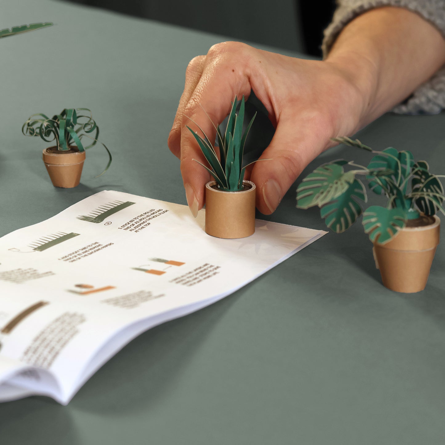 Pikkii Paper Plants