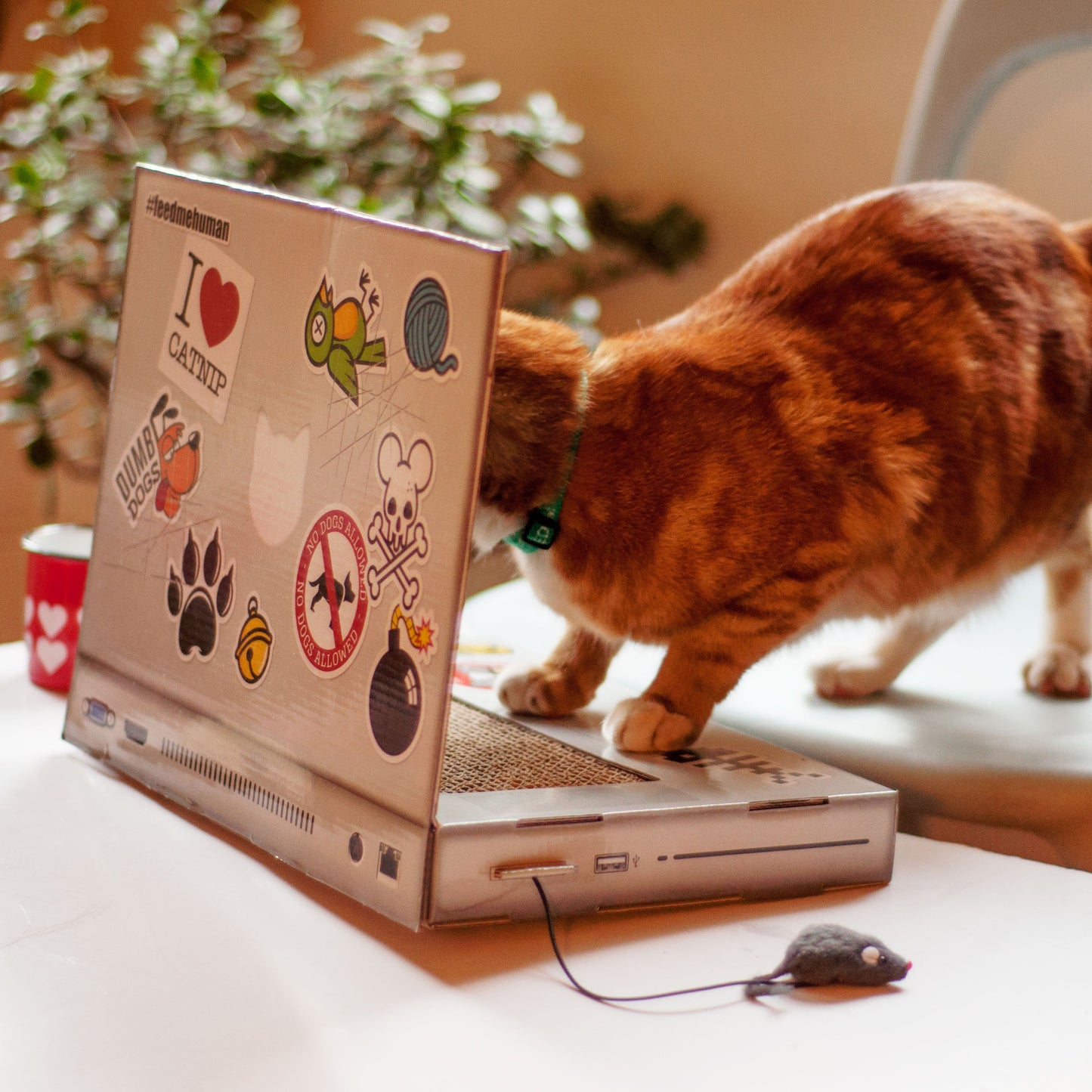 Suck UK Cat Playhouse Scratch Laptop