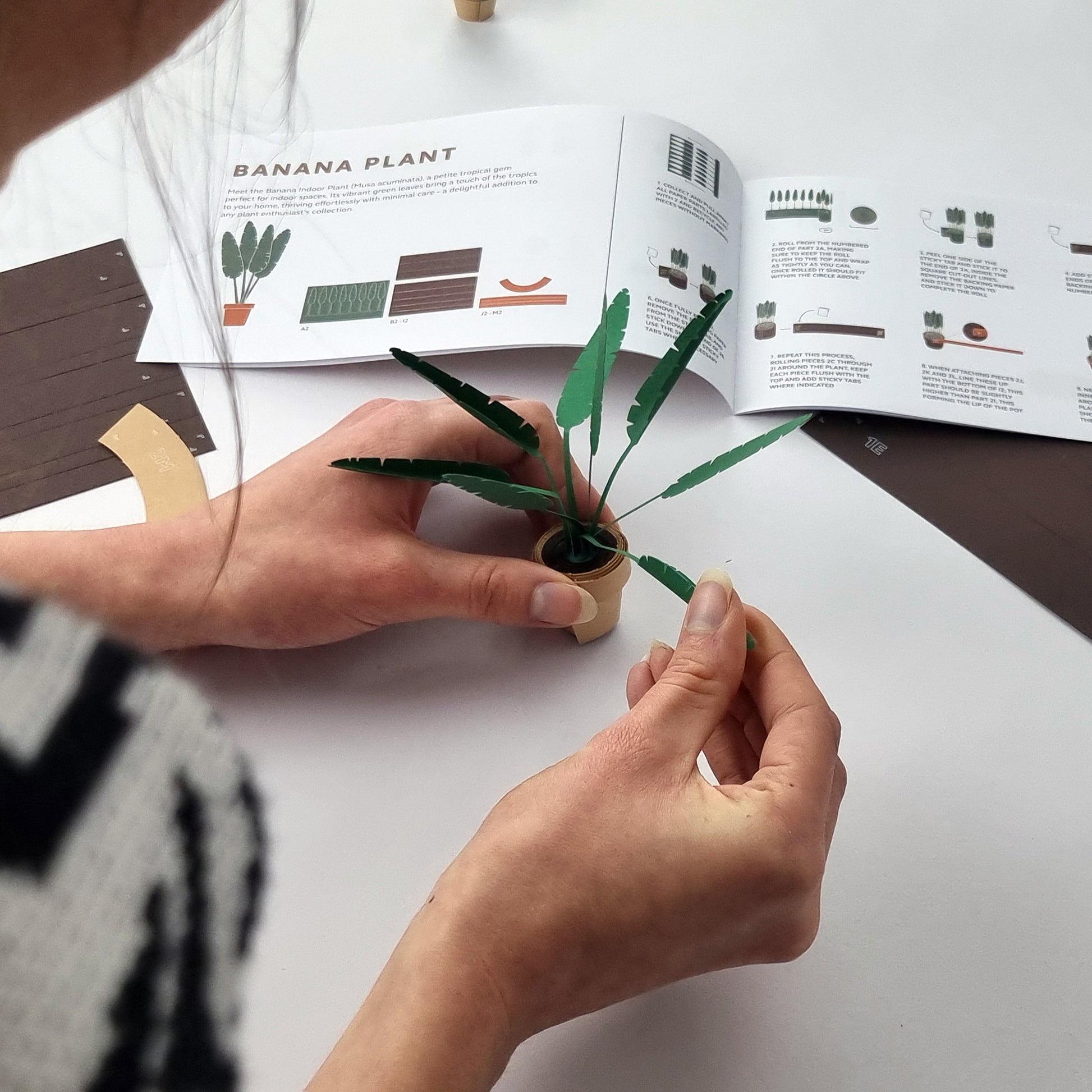 Pikkii Paper Plants