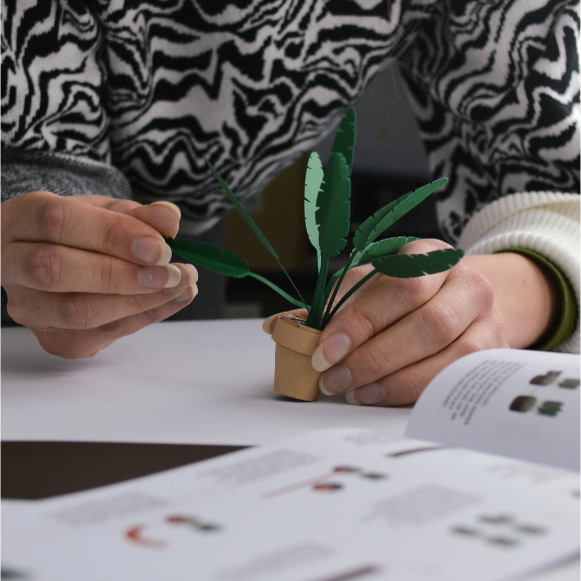 Pikkii Paper Plants