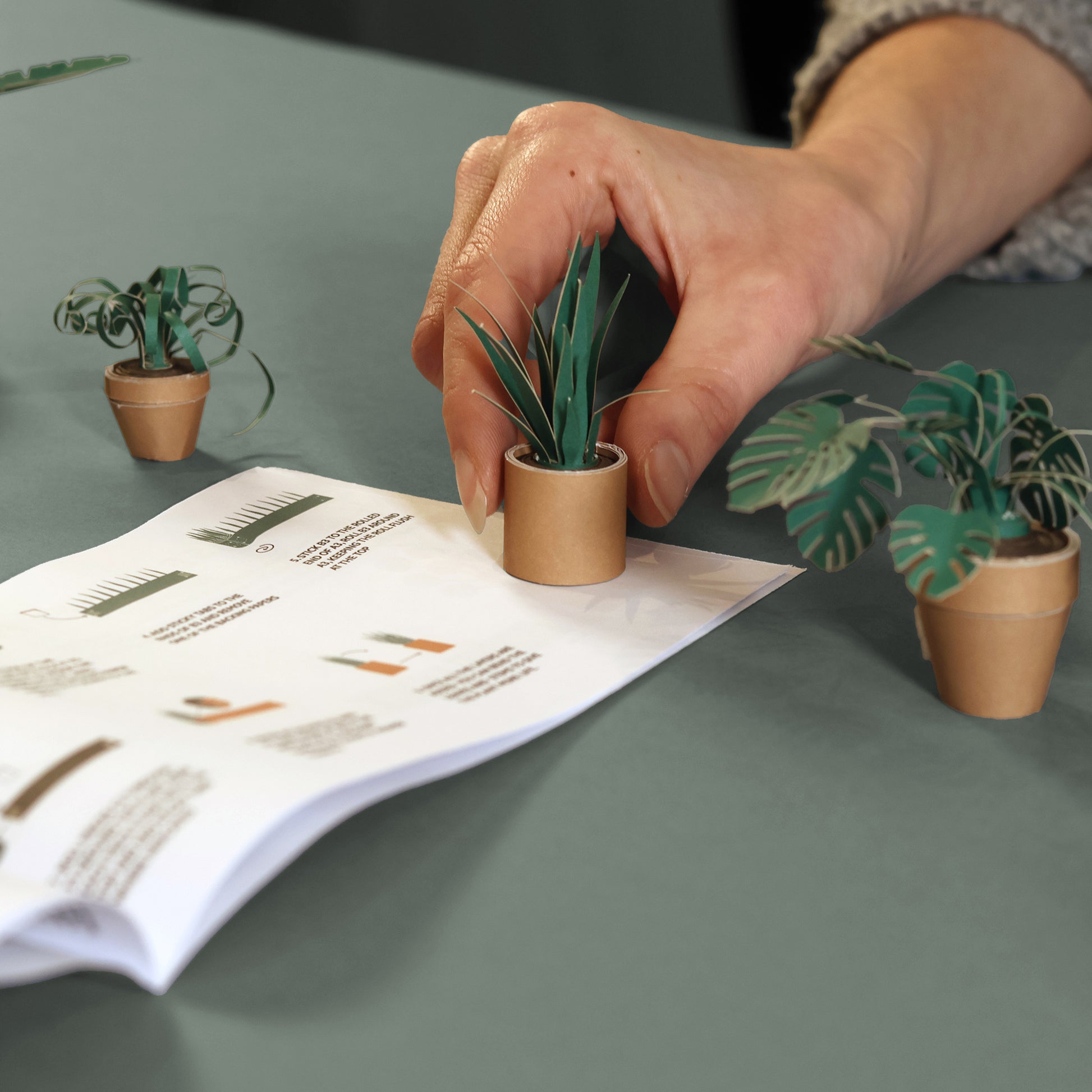 Pikkii Paper Plants