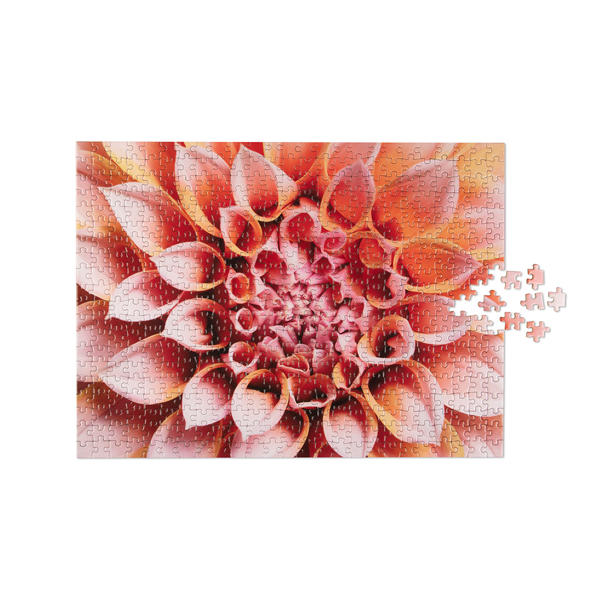 Puzzle Dahlia (500 Piece)