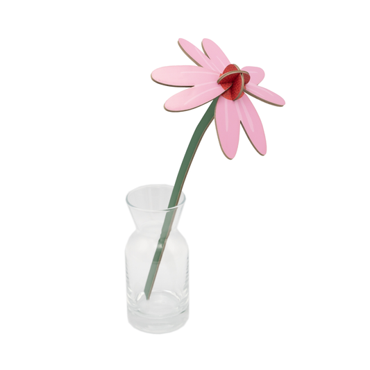 Studio Roof Everlasting Flowers Pink Coneflower