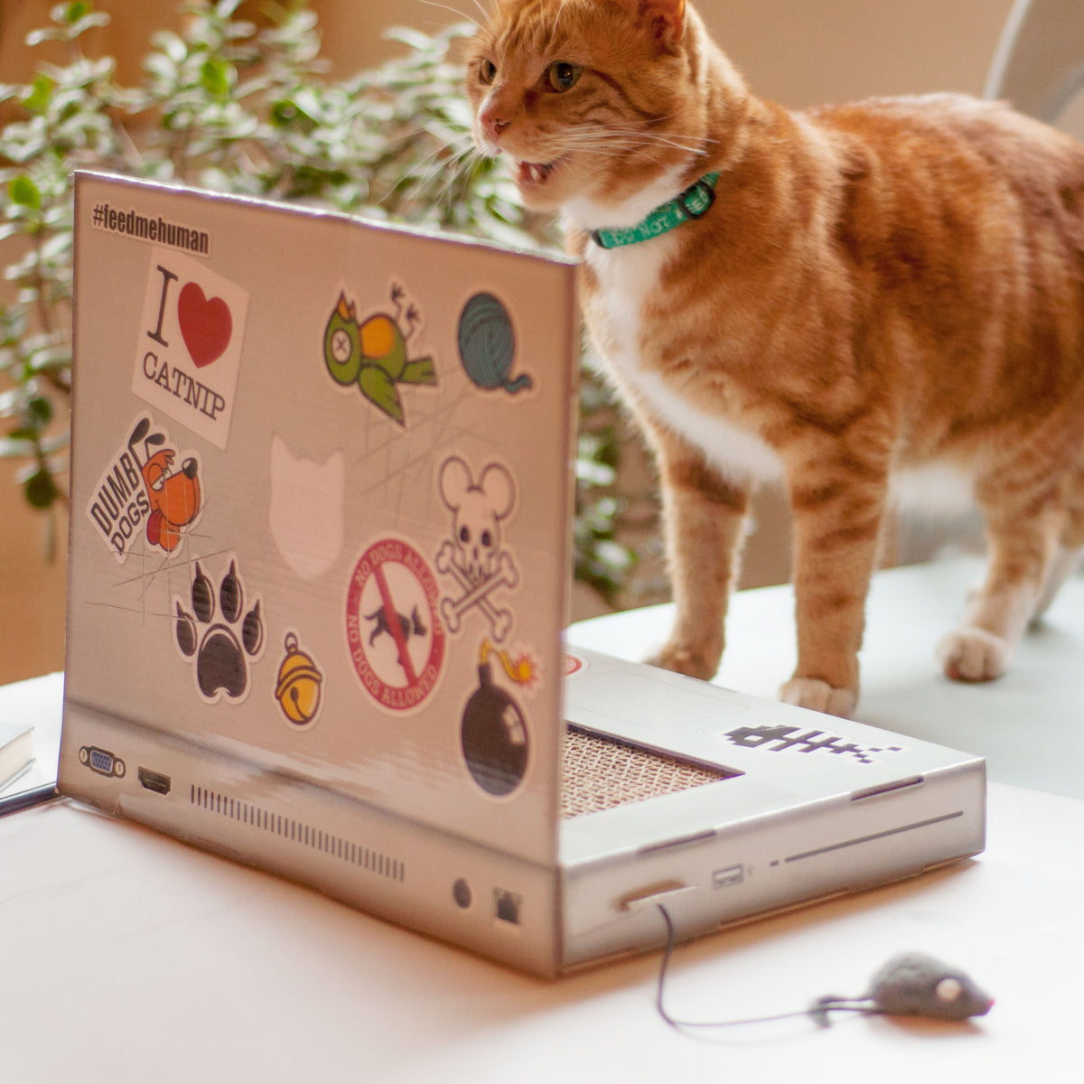 Suck UK Cat Playhouse Scratch Laptop